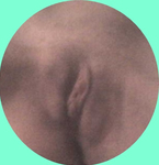 O Peitinho, Rabo e o Bucetão da minha esposa gostosa